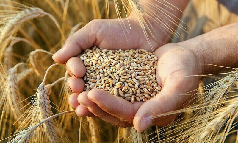 پاکستان کشوری با زمین های حاصل خیز که هنوز به واردات گندم وابسته است