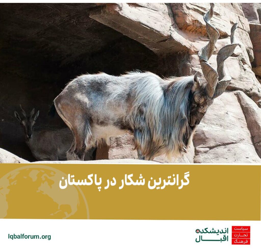  به تازگی یک آمریکایی با پرداخت 271 هزار دلار به دولت محلی ایالت خیبرپختون خواه توانست یک مارخور را در منطقه چترال در شمالی ترین نقطه ایالت خیبرپختون خواه شکار کند.