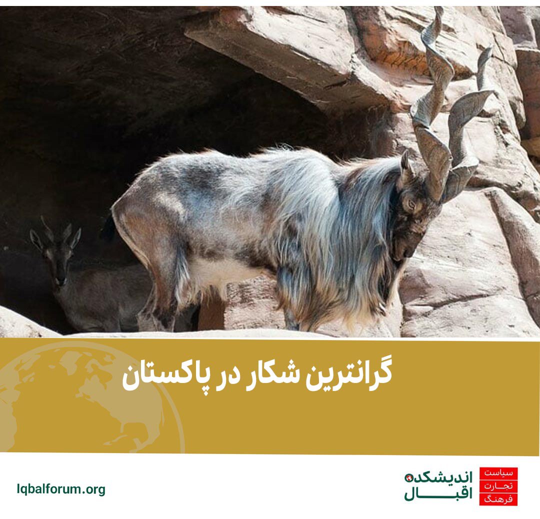 به تازگی یک آمریکایی با پرداخت 271 هزار دلار به دولت محلی ایالت خیبرپختون خواه توانست یک مارخور را در منطقه چترال در شمالی ترین نقطه ایالت خیبرپختون خواه شکار کند.