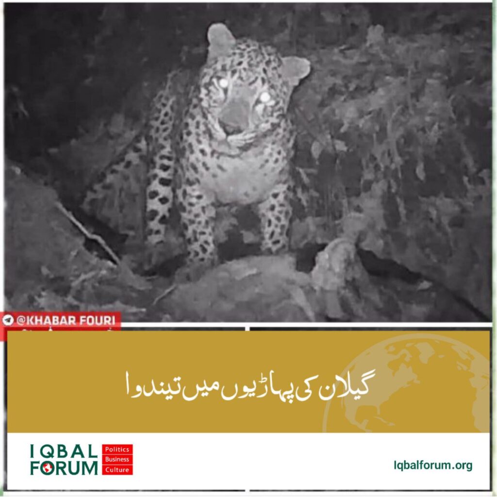 گیلان کے پہاڑی علاقوں میں ایرانی چیتا